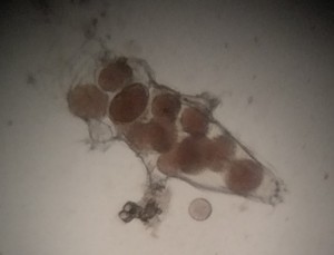 2015-08-05 09.42.54 のコピー